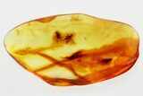 Detailed Fossil Flies and Moth In Baltic Amber - Mate Guard! #335864-1